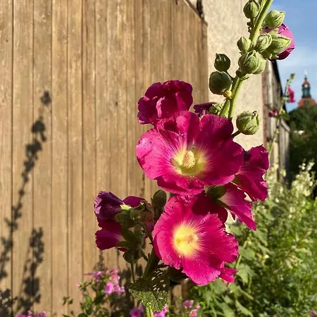 Hof Tuerke Апартаменты Морицбург